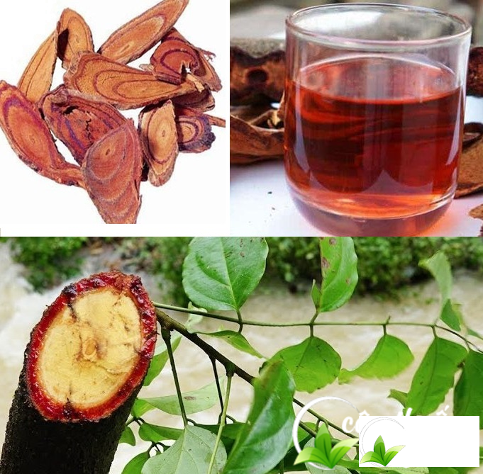 Cỏ máu và tác dụng đối với sức khỏe