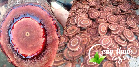 cach-dung-vi-thuoc-cay-co-mau-tang-can