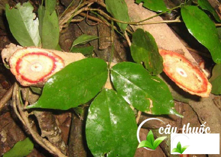 Lá và thân cỏ máu