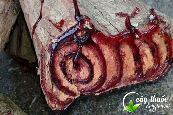Thân cây cỏ máu tiết ra lớp nhựa đỏ