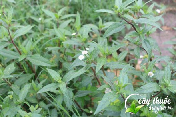 Cây cỏ mực hay còn gọi là cây nhọ nồi