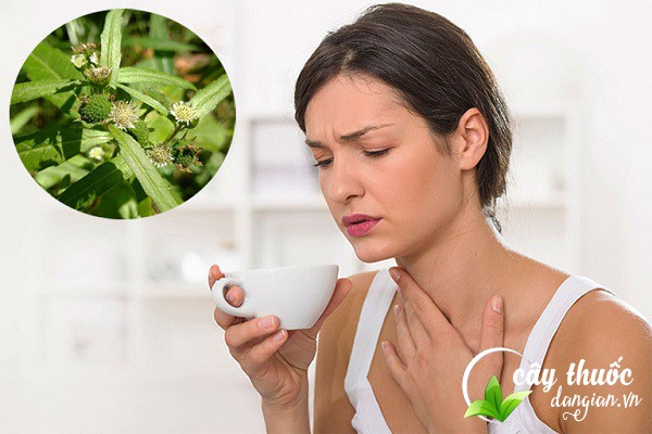 Công dục của cây cỏ mực giúp chữa nhiều bệnh lý, trong đó có bệnh lý về tiêu hóa