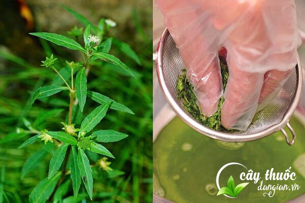 Cỏ mực có thể dùng tươi hoặc phơi khô