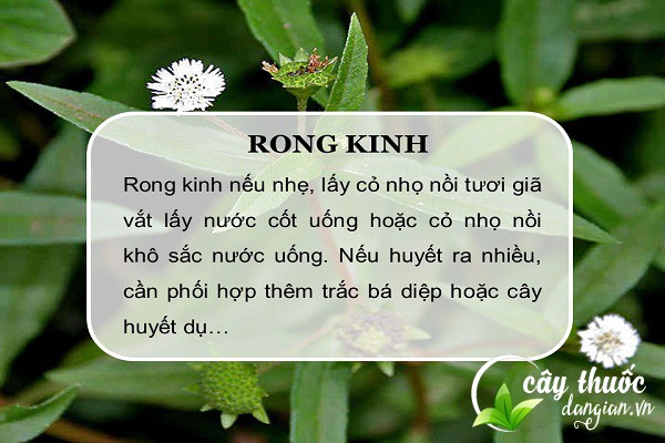 Bài thuốc cỏ mực trị rong kinh cho phụ nữ