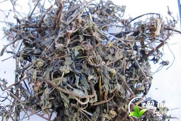 Lưu ý cần kiên trì sử dụng cỏ mực để đạt được hiệu quả như mong đợi