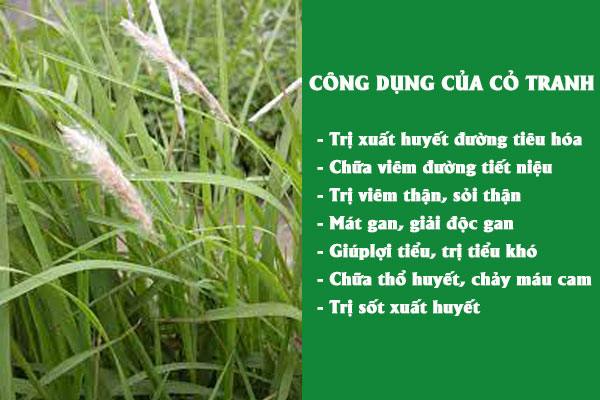 Cỏ tranh mang tới nhiều tác dụng chữa bệnh cho mọi người