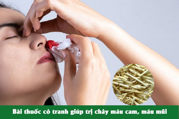 Đông y cũng sử dụng cỏ tranh trong bài thuốc chữa chảy máu cam