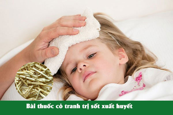 Bạch mao căn cũng được dùng trong bài thuốc chữa sốt xuất huyết