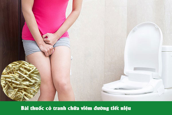 Rễ cỏ tranh thường được dùng nhiều trong bài thuốc Đông y chữa viêm đường tiết niệu