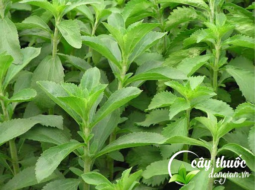 tac-dung-cay-co-ngot