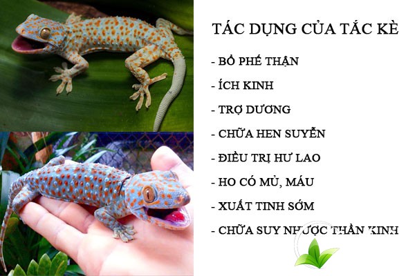 Con tắc kè có nhiều công dụng trong việc chữa một số bệnh lý 