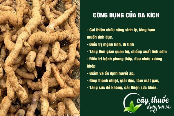 Những công dụng của ba kích đối với sức khỏe và sinh lý.