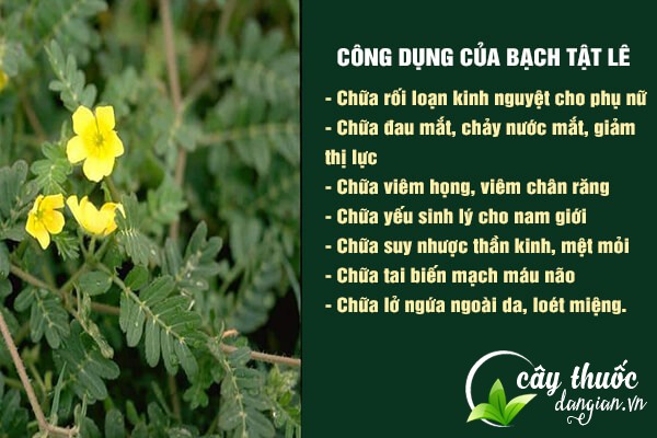 Bạch tật lê có công dụng tốt với sức khỏe nên thường được sử dụng để làm bài thuốc chữa bệnh.
