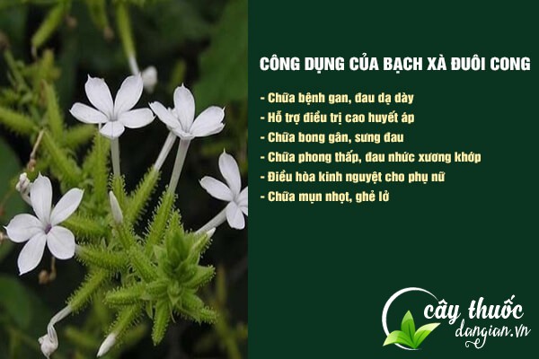 Bạch hoa xà đuôi công có rất nhiều công dụng tốt đối với sức khỏe