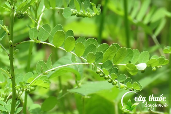 Bài thuốc chữa sỏi thận từ cây chó đẻ