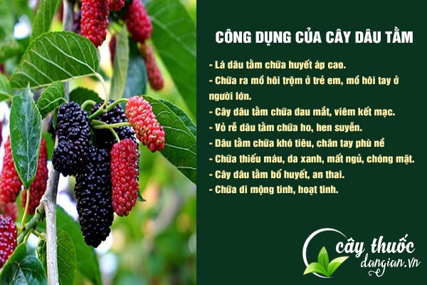 Một số công dụng tuyệt vời mà cây dâu tằm mang lại cho sức khỏe.