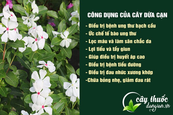Một số công dụng tuyệt vời của cây dừa cạn đối với sức khỏe.