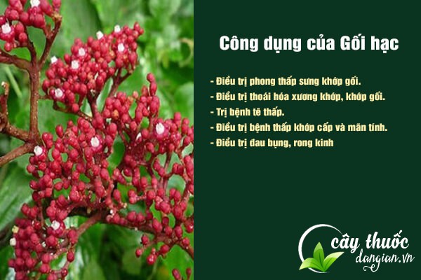 Những công dụng của cây gối hạc đối với sức khỏe.