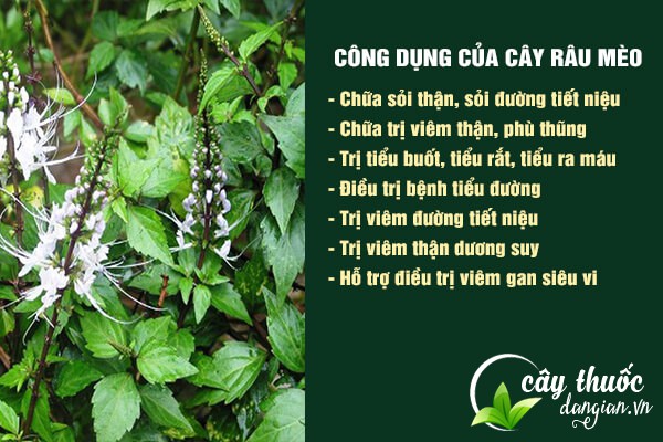 Một số công dụng tuyệt vời của cây râu mèo đối với sức khỏe.