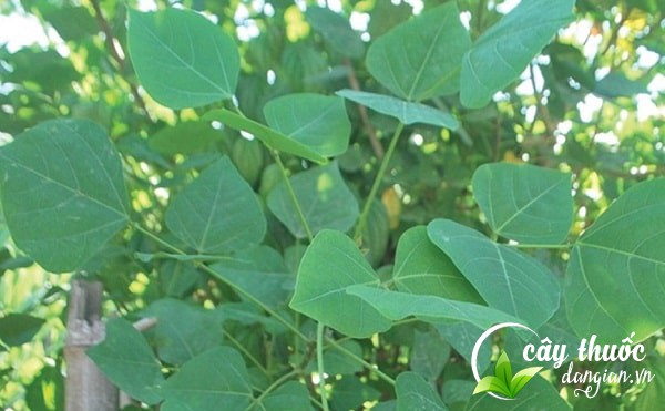 Hình ảnh lá vông