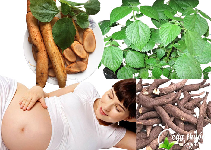 Công dụng của củ gai