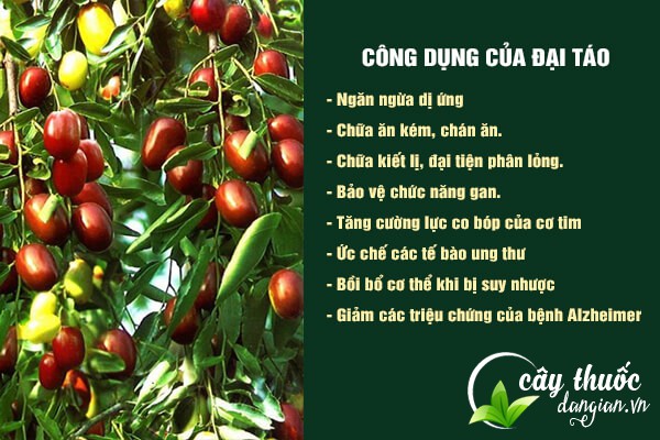 Đại táo mang lại nhiều công dụng tốt cho sức khỏe cả theo Y học cổ truyền và Y học hiện đại.