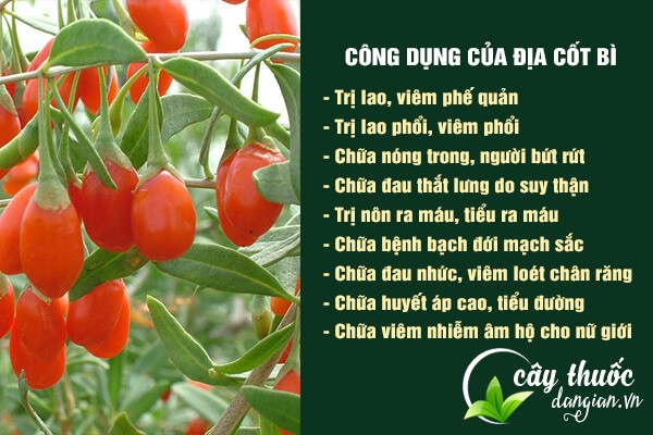 Địa cốt bì có nhiều công dụng tốt cho sức khỏe và được sử dụng nhiều trong các bài thuốc Đông y.