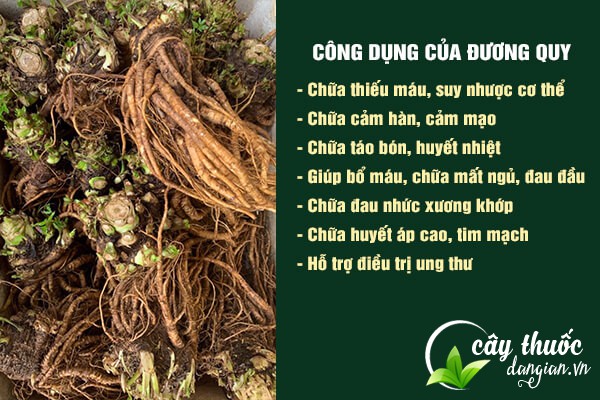 Những công dụng vô cùng tuyệt vời của Đương quy đối với sức khỏe.