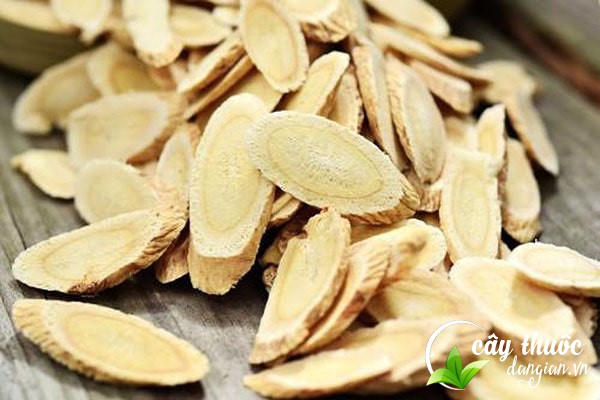 Hoàng kỳ có rất nhiều tác dụng tốt đối với sức khỏe con người