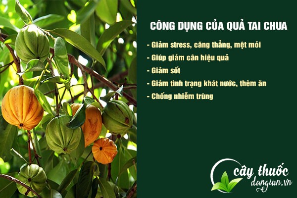 Một số công dụng tuyệt vời của quả tai chua đối với sức khỏe.