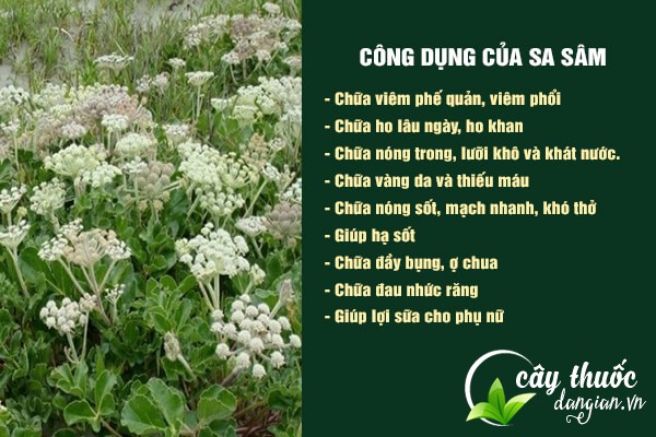 Sa sâm có nhiều công dụng tốt cho sức khỏe của con người.