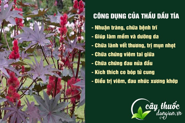 Một số công dụng tuyệt vời mà thầu dầu tía mang lại cho sức khỏe.
