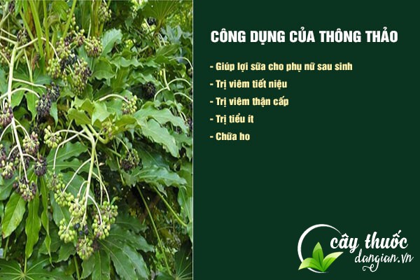 Một số công dụng tốt của thông thảo đối với sức khỏe.