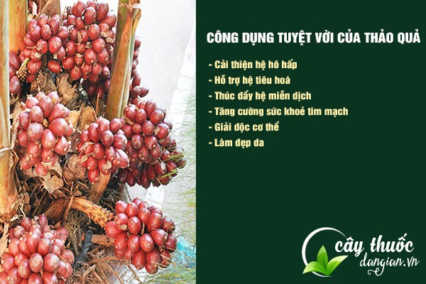 Thảo quả có nhiều công dụng tốt cho sức khỏe, thường được sử dụng trong đông y làm vị thuốc chữa bệnh.