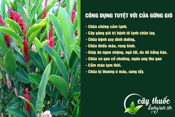 Những công dụng tuyệt vời mà củ gừng gió mang lại cho sức khỏe.