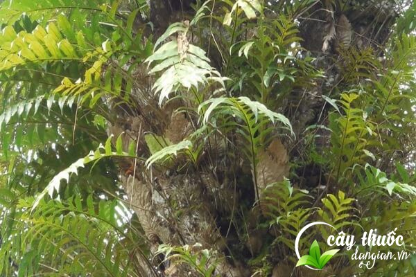 Cốt toái bổ hay còn gọi là tắc kè đá, tổ rồng,... thuộc họ dương xỉ