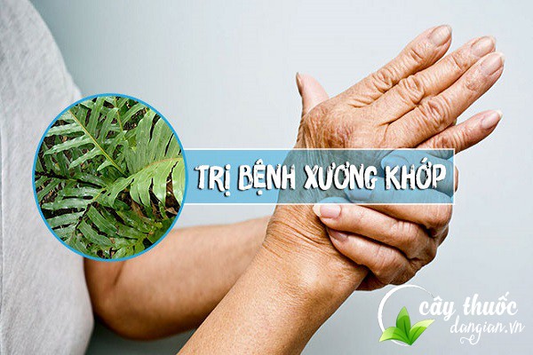 Cốt toái bổ có công dụng trị bệnh đau xương khớp và nhiều bệnh lý khác