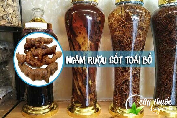 Cốt toái bổ có thể sắc uống hoặc ngâm rượu làm bài thuốc chữa bệnh