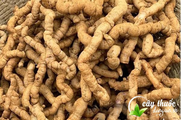 Củ ba kích còn có tên gọi khác như ba kích thiên, ruột gà, nhàu thuốc,... thường dùng để ngâm rượu.