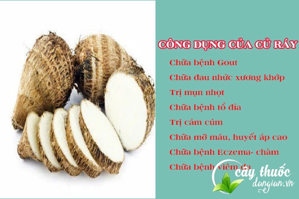Một số công dụng của của ráy đối với sức khỏe