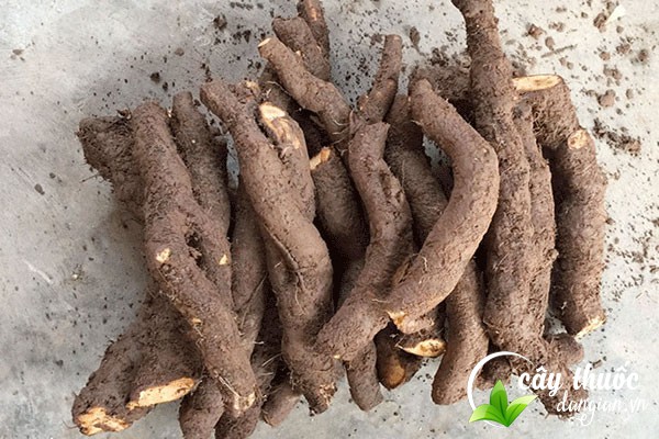 Củ gai được xem là một loại dược liệu tốt mang lại nhiều công dụng cho sức khỏe