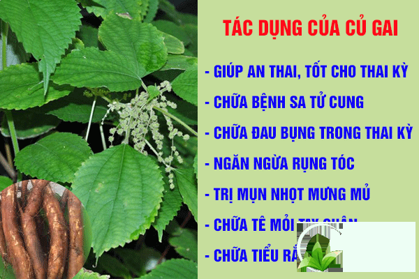 Một số công dụng của củ gai đối với sức khỏe