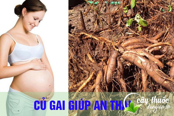 Bài thuốc củ gai giúp an thai cho các mẹ bầu rất tốt
