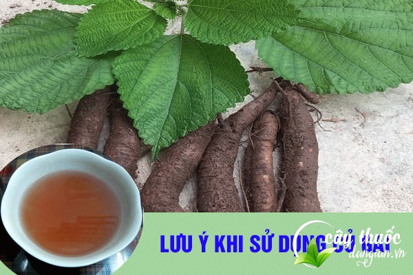Lưu ý nên tham khảo ý kiến bác sĩ có chuyên môn trước khi sử dụng củ gai làm thuốc chữa bệnh