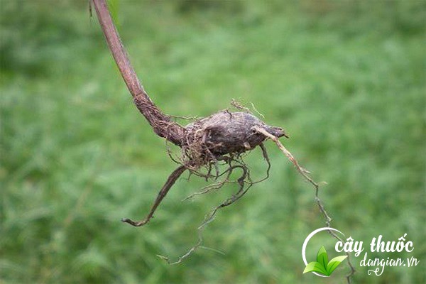 Củ gấu hay còn có tên gọi khác là hương phụ, cỏ cú