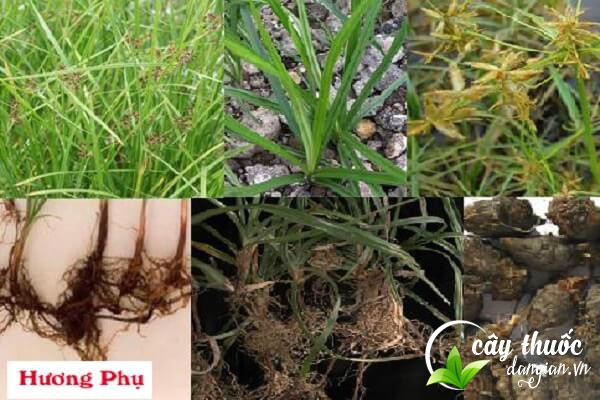 Củ gấu (Hương phụ) được sử dụng để làm một số bài thuốc chữa bệnh