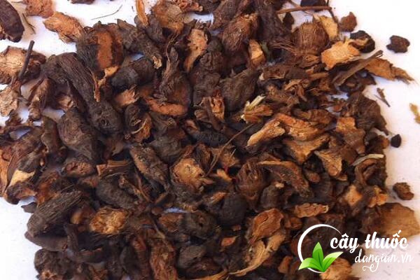 Sử dụng củ gấu khoảng 2 tuần rồi ngưng sử dụng 2-4 tuần mới sử dụng tiếp