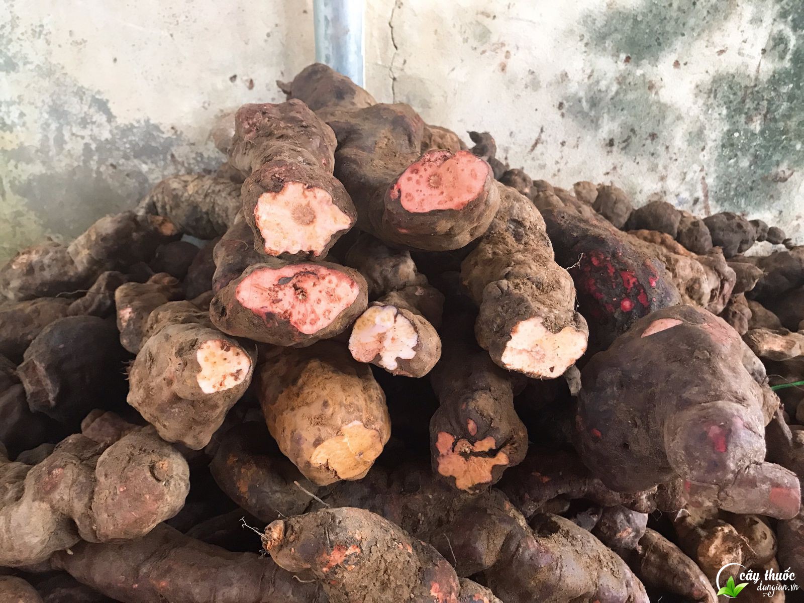 ha-thu-o-do-bao-nhieu-tien