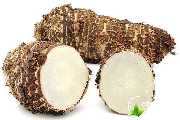 Củ ráy hay còn gọi là ráy dại, củ ngứa được sử dụng làm bài thuốc chữa bệnh trong Đông y