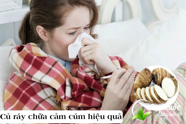 Củ ráy thường được sử dụng làm bài thuốc chữa cảm cúm hiệu quả